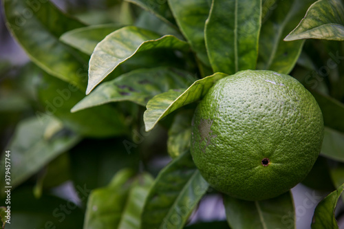 Wallpaper Mural Lemon fruit (Citrus limon) on tree branch. Torontodigital.ca