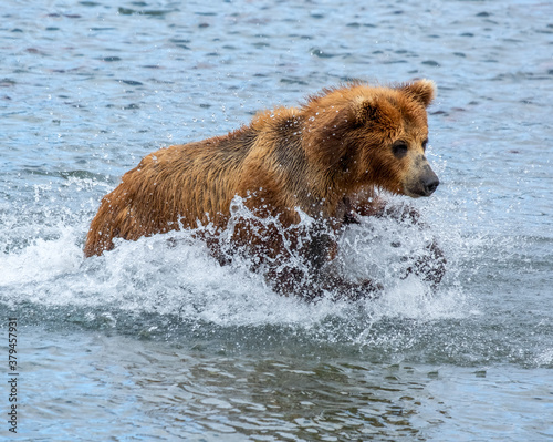 Brown bear hunts for salmon