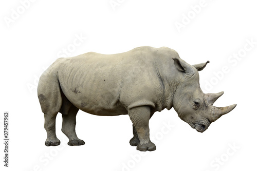 Isolated white rhinoceros. Ceratotherium simum. Profile pose.