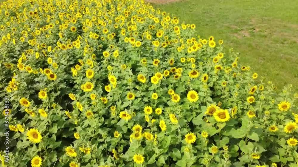 Sunflowers field drone fly over aerail video. Sunflowers field drone fly over aerail video.