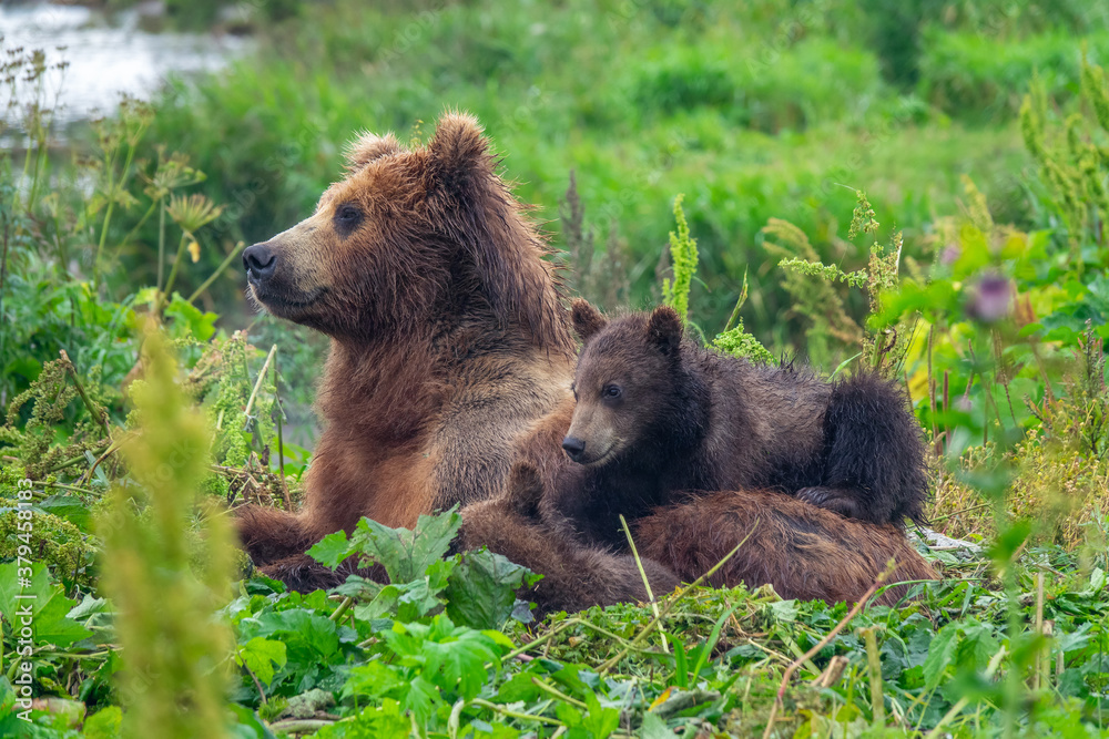 Obraz premium female brown bear and her cubs