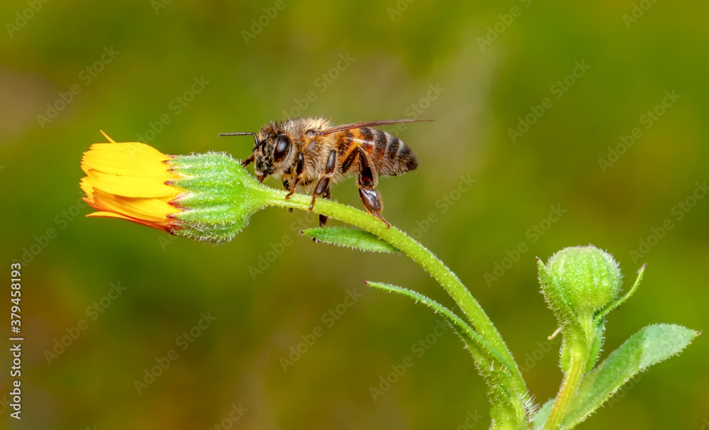 Beautiful Bee macro in green nature Beautiful Bee macro in green nature