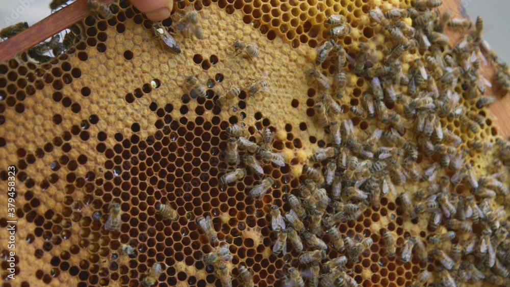 Honey bees on a hive cluster Honey bees on a hive cluster