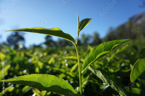 Natural tea leaf photography against the backdrop of Tambi tea plantation under the slopes of Mount Sindoro. Wallpaper