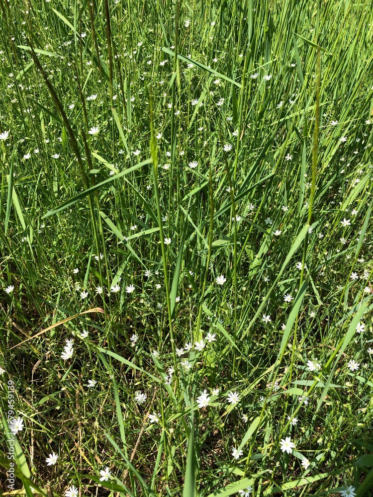 Obraz premium green grass background