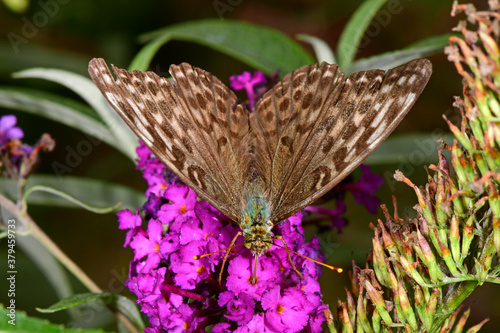 brown Silver-washed fritillary / brauner Kaisermantel (Argynnis paphia) photo