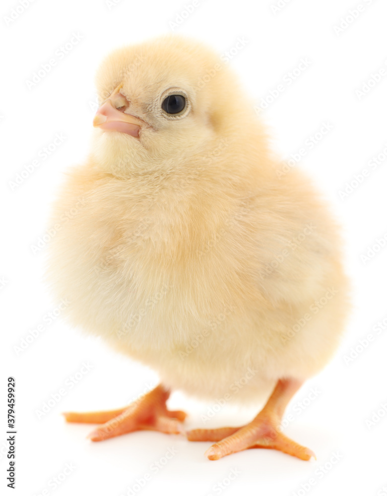 Small yellow chicken Small yellow chicken