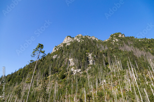 Fototapeta Naklejka Na Ścianę i Meble -  Rocks and trees in mountains