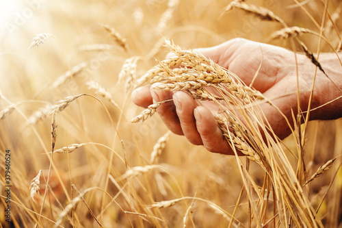Makro macro golden barley ears in hands of farmer in field