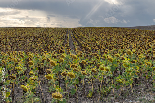 Sunflower plantation for fuel production in the interior of Spain