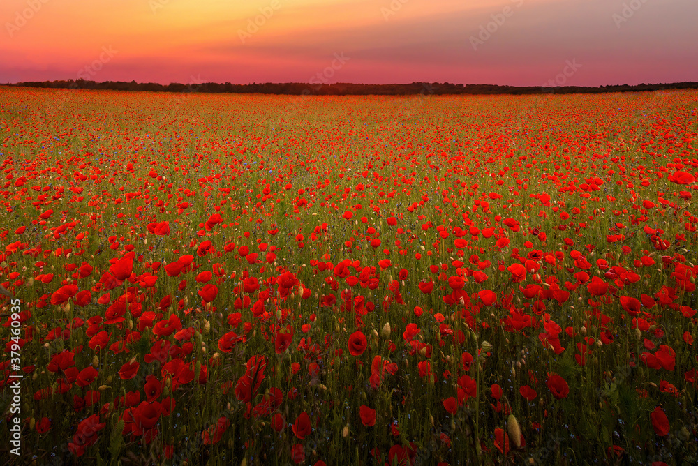 The Sun setting on a field of poppies in the countryside, Jutland, Denmark.