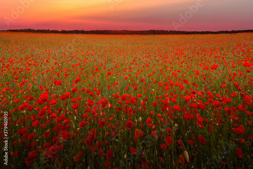 The Sun setting on a field of poppies in the countryside  Jutland  Denmark.