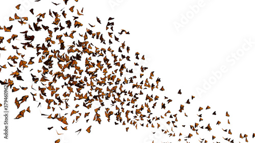 monarch butterflies swarm, Danaus plexippus group isolated on white background