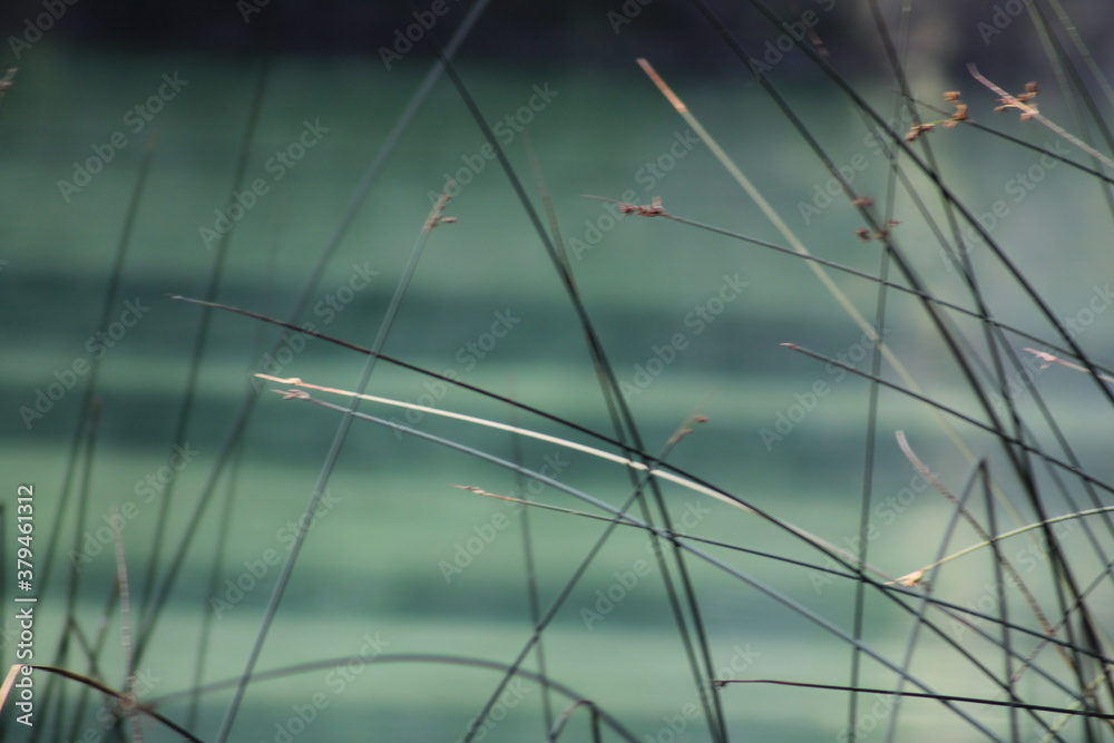 Fototapeta premium reeds in the water