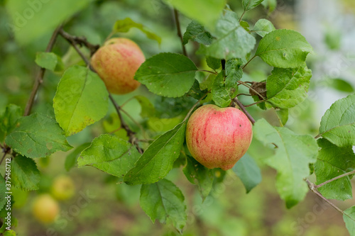 Red apples grows on a branch among the green foliage .Organic apples hanging from a tree branch in an apple orchard. garden full of riped fruits