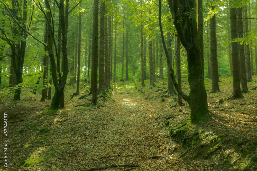 footpath in the forest