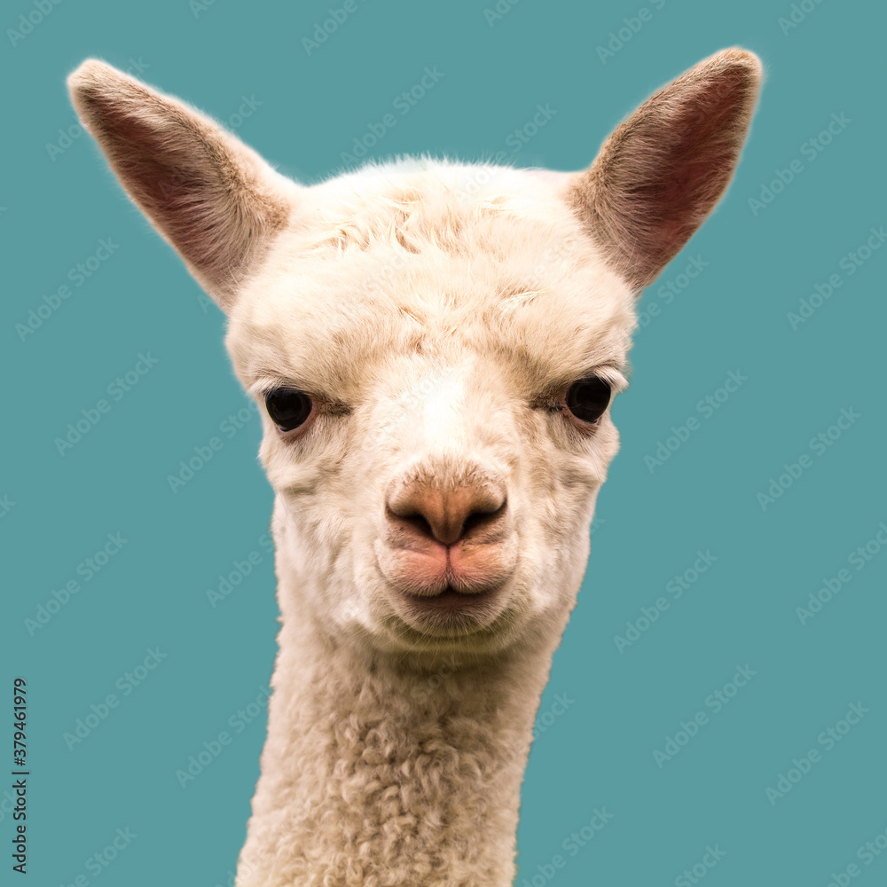 Cute alpaca baby isolated on blue background
