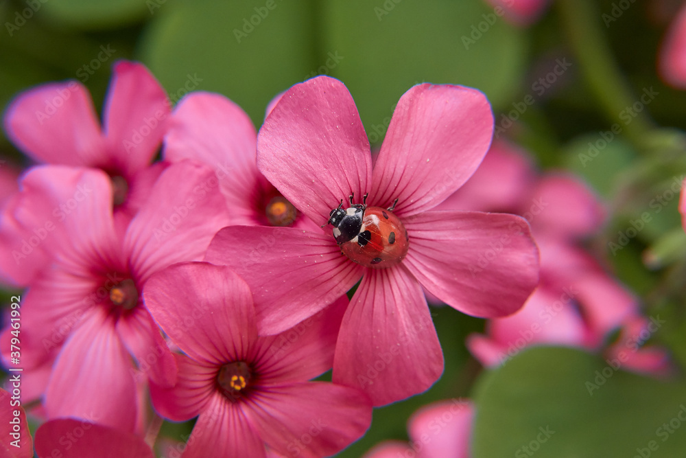 Ladybug