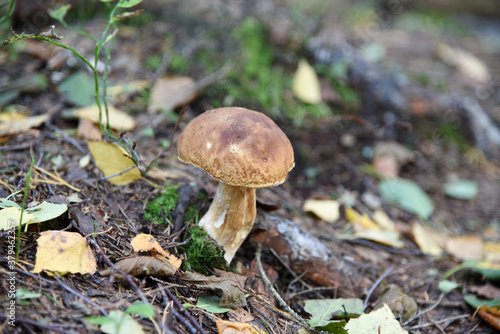 White mushroom in the autumn forest
