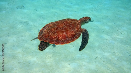 Underwater photo of a sea turtle ready to surface the turquoise water