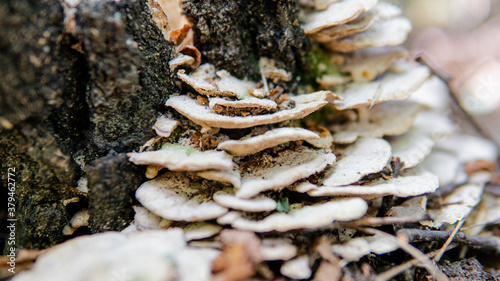 parasitic fungi of the polypore family close-up