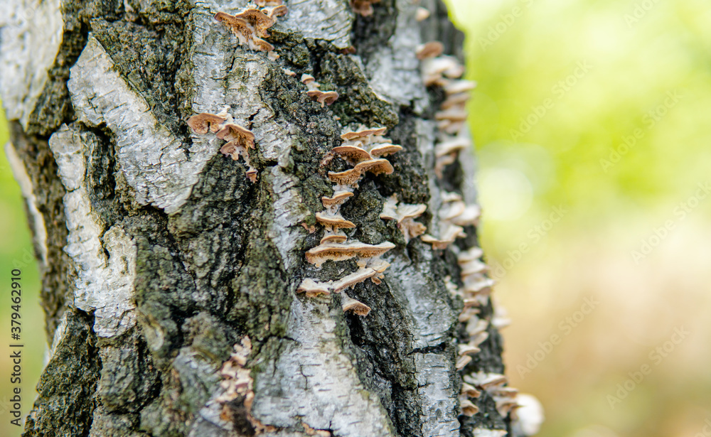 parasitic fungi of the polypore family close-up parasitic fungi of the polypore family close-up