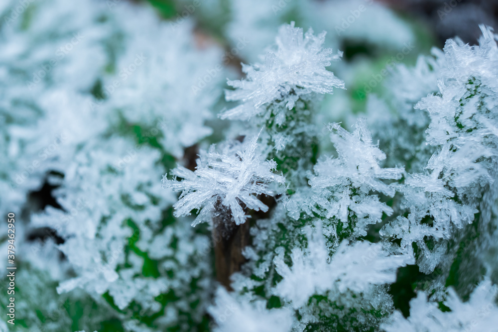 Frozen nature with green plants. Green background. High resolution photo. Frozen nature with green plants. Green background. High resolution photo.