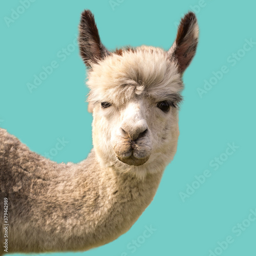 Funny alpaca llama isolated on blue background photo