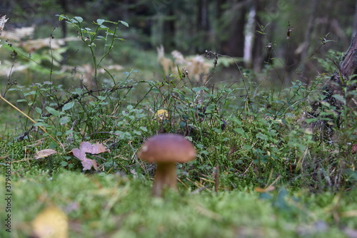 Autumn mushroom picking. White mushroom