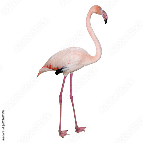 Pink flamingo isolated on white background. Beautiful bird.