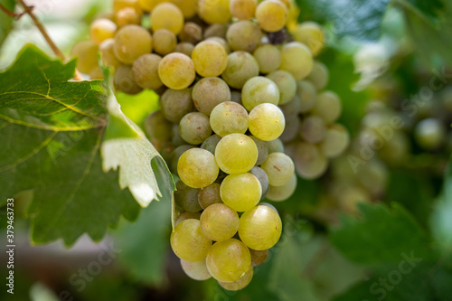 Photography Racimos de uvas de vino blanco maduras colgados en vid en época de cosecha