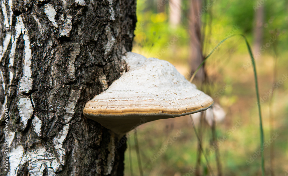 Fototapeta premium .parasitic fungi of the polypore family, scientific experiments on the fungal family Polyporaceae