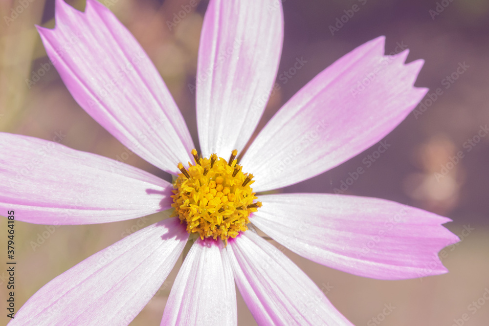 Delicate pink flower Cosmos bipinnatus in the garden on a sunny day. A beautiful garden flower of the Astrov family. Lanscape design. Close-up. Toning. Delicate pink flower Cosmos bipinnatus in the garden on a sunny day. A beautiful garden flower of the Astrov family. Lanscape design. Close-up. Toning.