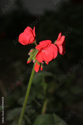 flower and nature 