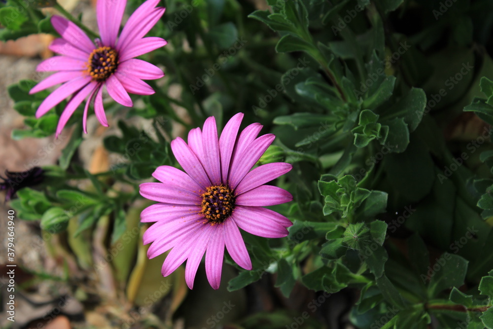 Obraz premium rayo de sol