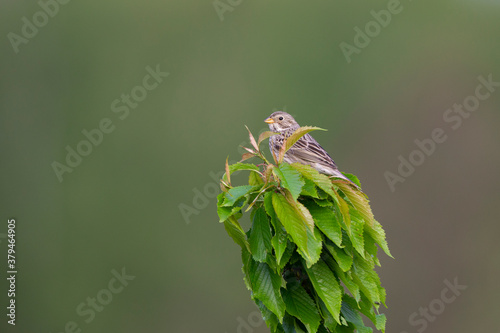 An adult corn bunting perched between the leaves of a tree.