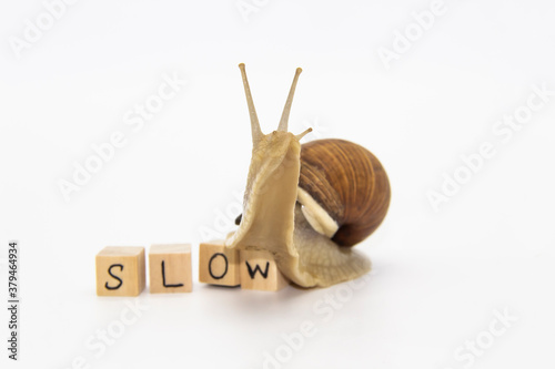 Beautiful grape snail move to wooden cubes. On cubes written word SLOW