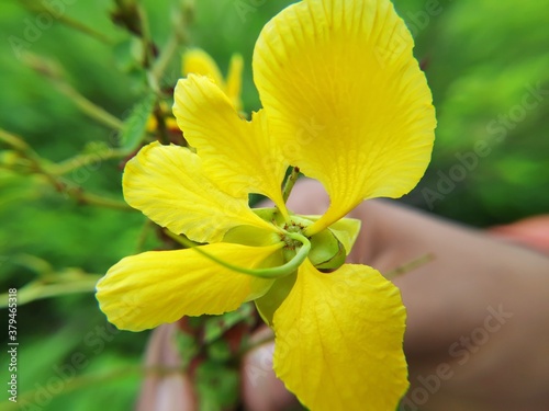 yellow flower with bee on it