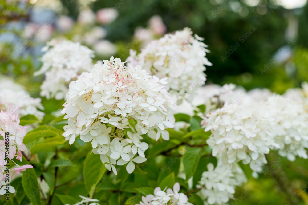 Romantic Hydrangea arborescens Annabelle, backlit by the low evening sun in summer.The Bush white hydrangeas. Beautiful large hydrangea paniculata blossoms closeup Romantic Hydrangea arborescens Annabelle, backlit by the low evening sun in summer.The Bush white hydrangeas. Beautiful large hydrangea paniculata blossoms closeup