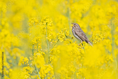 An adult corn bunting perched on the blossoms of a rapeseed field.