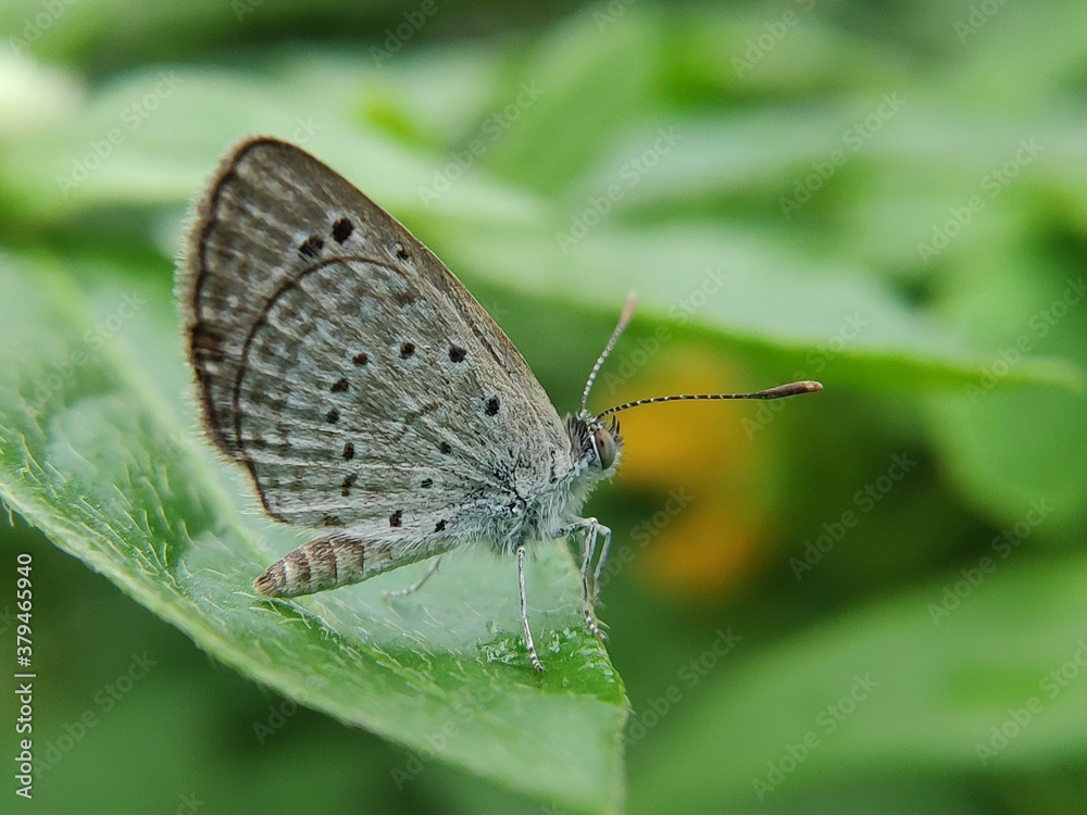 butterfly on a leaf butterfly on a leaf
