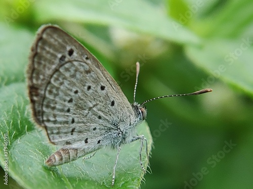 butterfly on a leaf