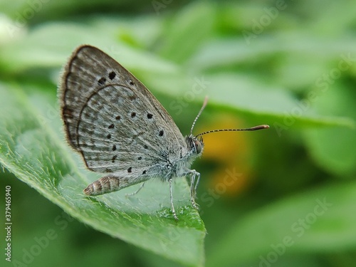 butterfly on a leaf