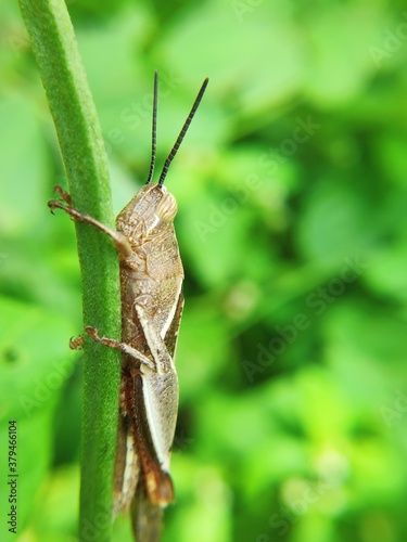 grasshopper on a leaf