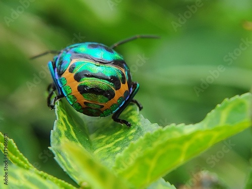 state potato beetle
