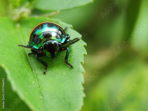 bug on leaf
