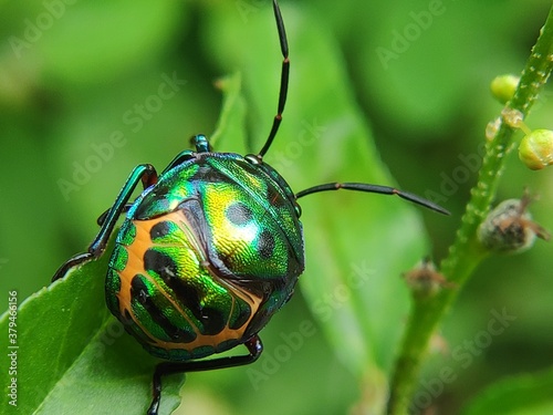 bug on a leaf