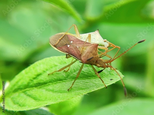 grasshopper on a leaf