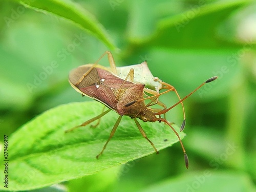 green shield bug