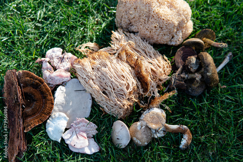 forest medicinal mushrooms close-up photo